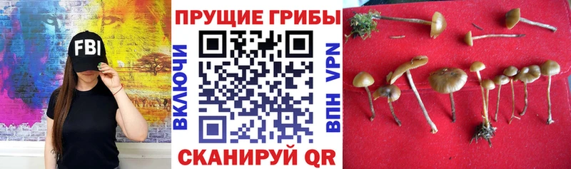 где купить   МЕГА как войти  Псилоцибиновые грибы прущие грибы  Магас 